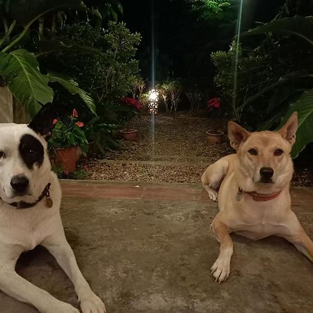 Villa Albizia, Chiang Mai Dojszaket Kültér fotó